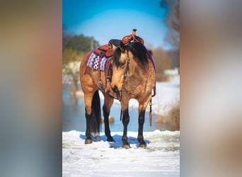 American Quarter Horse, Giumenta, 10 Anni, 142 cm, Pelle di daino
