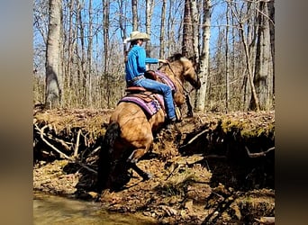 American Quarter Horse, Giumenta, 10 Anni, 142 cm, Pelle di daino