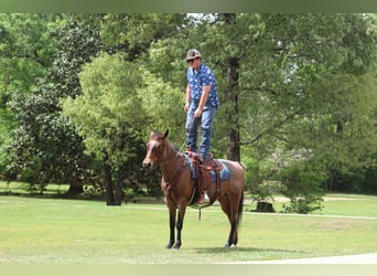 American Quarter Horse, Giumenta, 10 Anni, 147 cm, Baio roano
