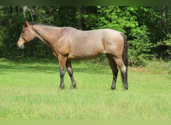 American Quarter Horse, Giumenta, 10 Anni, 147 cm, Baio roano