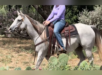 American Quarter Horse, Giumenta, 10 Anni, 147 cm, Grigio