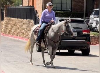 American Quarter Horse, Giumenta, 10 Anni, 147 cm, Grigio