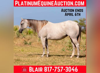 American Quarter Horse, Giumenta, 10 Anni, 147 cm, Grigio