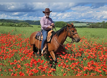 American Quarter Horse, Giumenta, 10 Anni, 148 cm, Baio