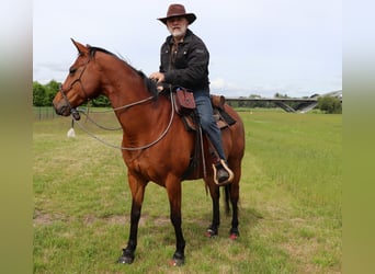 American Quarter Horse, Giumenta, 10 Anni, 148 cm, Baio