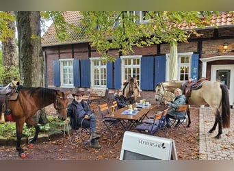 American Quarter Horse, Giumenta, 10 Anni, 148 cm, Baio