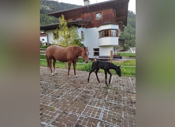 American Quarter Horse, Giumenta, 10 Anni, 148 cm