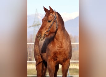 American Quarter Horse, Giumenta, 10 Anni, 148 cm, Roano rosso