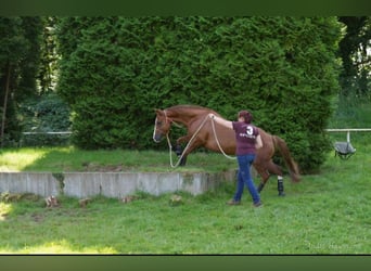 American Quarter Horse, Giumenta, 10 Anni, 148 cm, Sauro