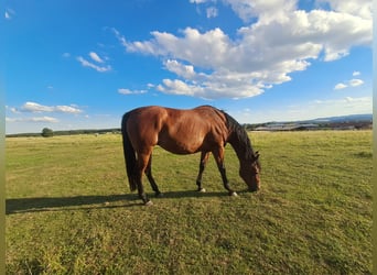 American Quarter Horse, Giumenta, 10 Anni, 150 cm, Baio ciliegia
