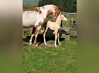 American Quarter Horse, Giumenta, 10 Anni, 150 cm, Overo-tutti i colori