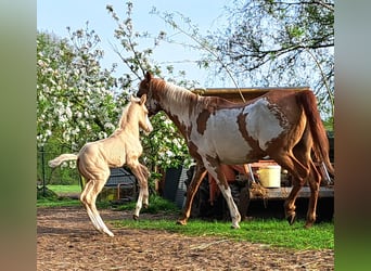 American Quarter Horse, Giumenta, 10 Anni, 150 cm, Overo-tutti i colori