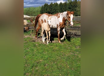 American Quarter Horse, Giumenta, 10 Anni, 150 cm, Overo-tutti i colori