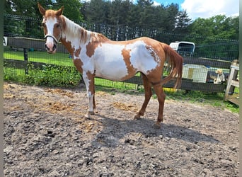 American Quarter Horse, Giumenta, 10 Anni, 150 cm, Overo-tutti i colori