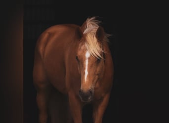 American Quarter Horse, Giumenta, 10 Anni, 150 cm, Palomino