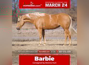 American Quarter Horse, Giumenta, 10 Anni, 150 cm, Palomino