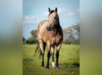 Quarter-horse Pelle-di-daino comprare e vendere