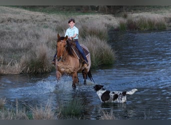 American Quarter Horse, Giumenta, 10 Anni, 150 cm