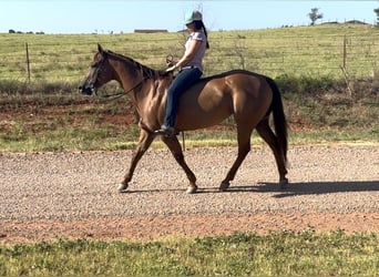 American Quarter Horse, Giumenta, 10 Anni, 150 cm, Sauro scuro