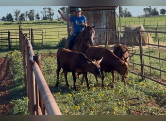 American Quarter Horse, Giumenta, 10 Anni, 150 cm, Sauro scuro