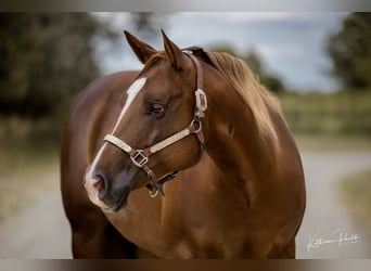 American Quarter Horse, Giumenta, 10 Anni, 152 cm, Baio