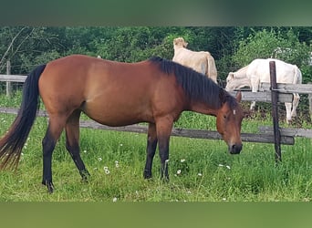 American Quarter Horse, Giumenta, 10 Anni, 152 cm, Baio