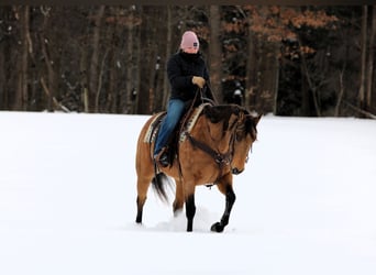 American Quarter Horse, Giumenta, 10 Anni, 152 cm, Pelle di daino