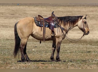 American Quarter Horse, Giumenta, 10 Anni, 152 cm, Pelle di daino