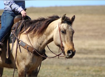 American Quarter Horse, Giumenta, 10 Anni, 152 cm, Pelle di daino
