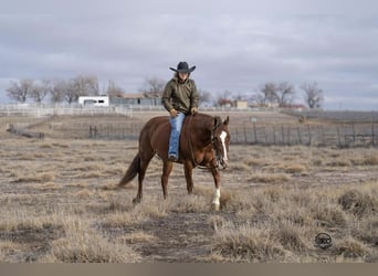 American Quarter Horse, Giumenta, 10 Anni, 152 cm, Sauro ciliegia