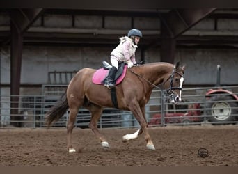 American Quarter Horse, Giumenta, 10 Anni, 152 cm, Sauro ciliegia