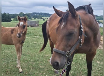 American Quarter Horse, Giumenta, 10 Anni, 154 cm, Baio