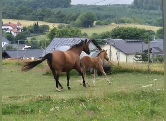 American Quarter Horse, Giumenta, 10 Anni, 154 cm, Baio