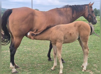 American Quarter Horse, Giumenta, 10 Anni, 154 cm, Baio