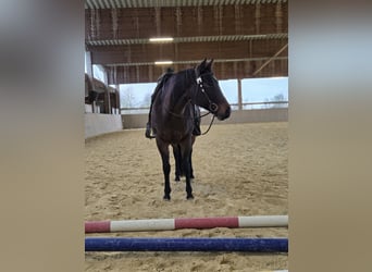 American Quarter Horse, Giumenta, 10 Anni, 154 cm, Baio