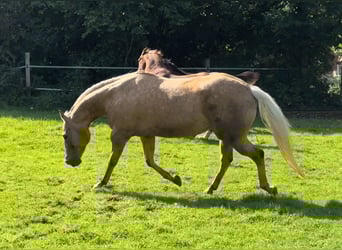 American Quarter Horse, Giumenta, 10 Anni, 154 cm, Palomino