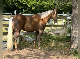 American Quarter Horse, Giumenta, 10 Anni, 154 cm, Palomino