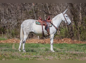 American Quarter Horse, Giumenta, 10 Anni, 155 cm, Grigio