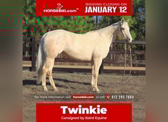 American Quarter Horse, Giumenta, 10 Anni, 155 cm, Palomino