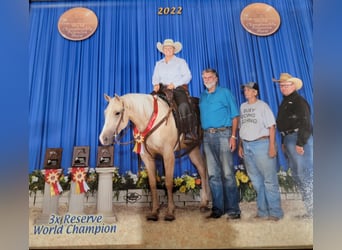 American Quarter Horse, Giumenta, 10 Anni, 155 cm, Palomino
