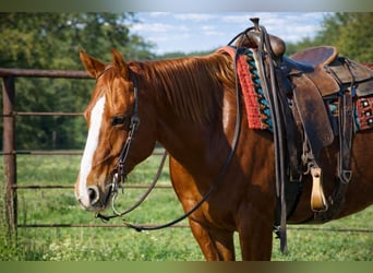 American Quarter Horse, Giumenta, 10 Anni, 155 cm, Sauro ciliegia