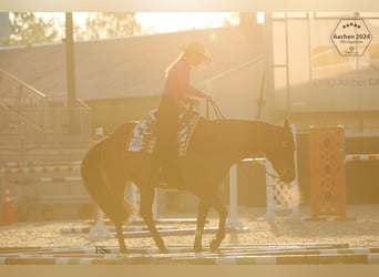 American Quarter Horse, Giumenta, 10 Anni, 156 cm, Baio nero