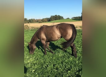 American Quarter Horse, Giumenta, 10 Anni, 156 cm, Grullo