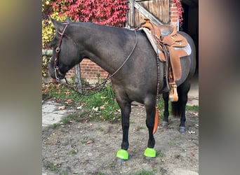 American Quarter Horse, Giumenta, 10 Anni, 156 cm, Grullo