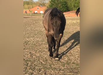 American Quarter Horse, Giumenta, 10 Anni, 156 cm, Grullo