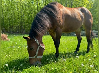 American Quarter Horse, Giumenta, 10 Anni, 157 cm, Baio