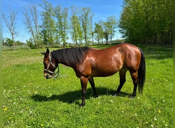 American Quarter Horse, Giumenta, 10 Anni, 157 cm, Baio