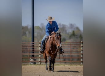American Quarter Horse, Giumenta, 10 Anni, 157 cm, Baio ciliegia