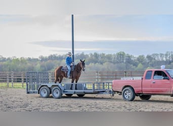 American Quarter Horse, Giumenta, 10 Anni, 157 cm, Baio ciliegia