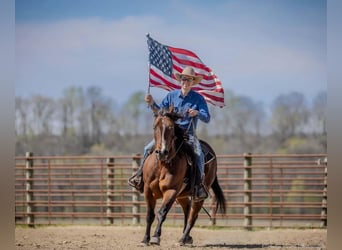American Quarter Horse, Giumenta, 10 Anni, 157 cm, Baio ciliegia